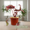 Begonia rex ‘kotobuki’