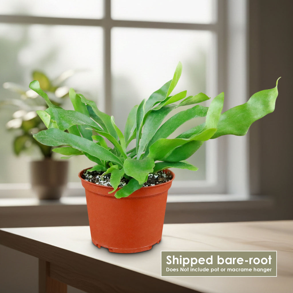 Staghorn Ferns Plants ‘Platycerium bifurcatum’