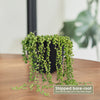 Variegated String of Pearls - Senecio Rowleyanus Variegated