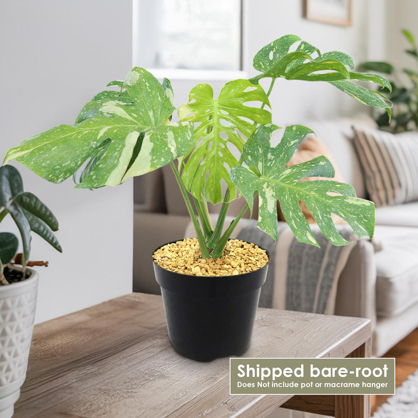 Shop 'Thai Constellation Monstera' Care & Growing Guide