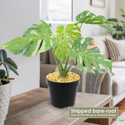 monstera thai constellation lowes Shop 'Thai Constellation Monstera' Care & Growing Guide