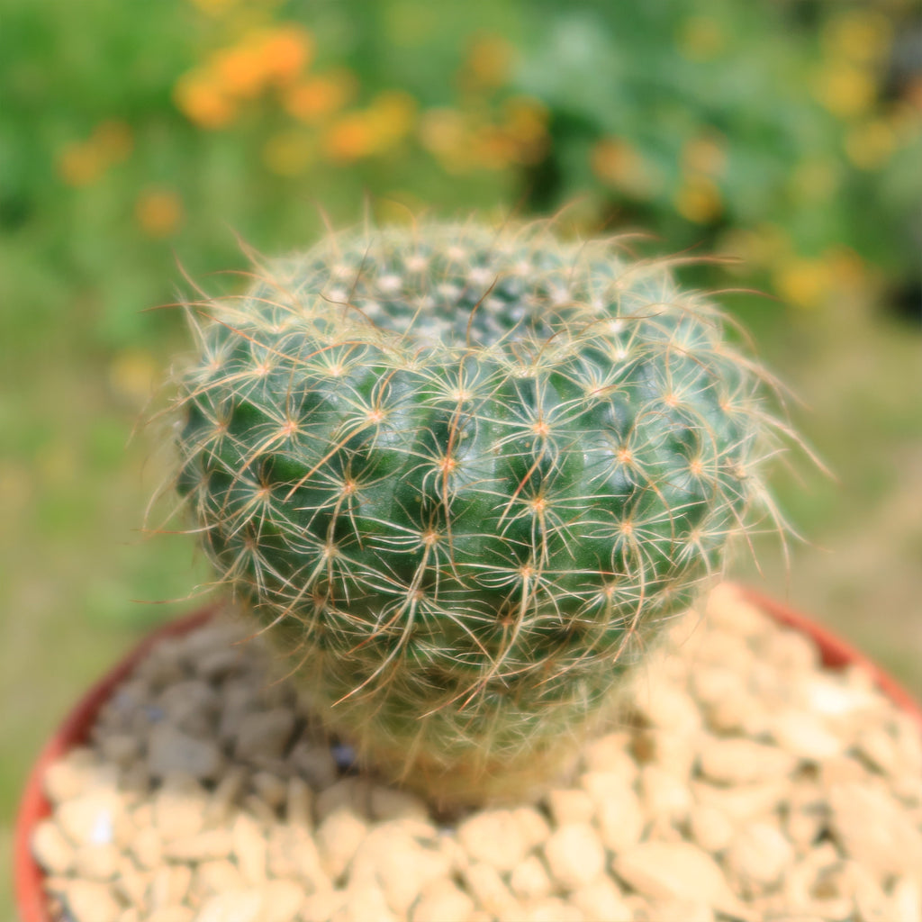 Notocactus apricus
