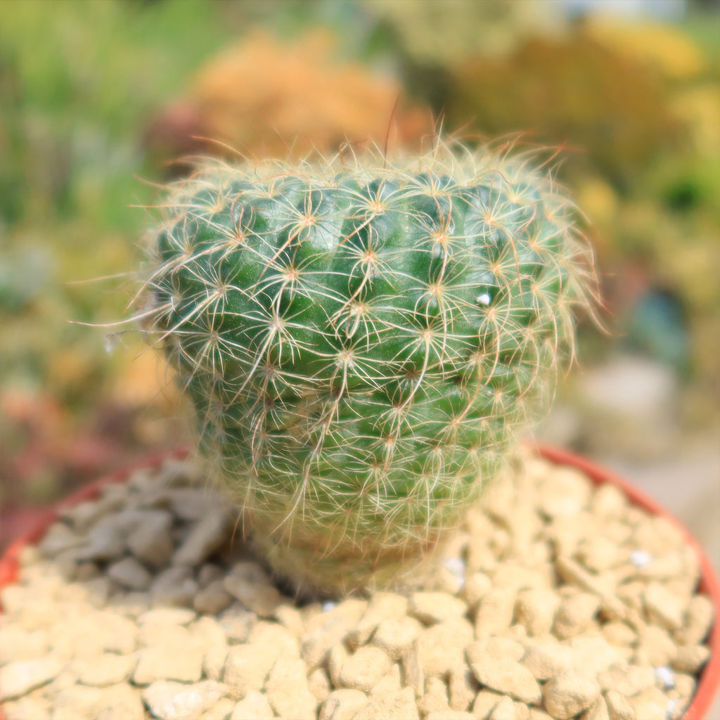 Notocactus apricus