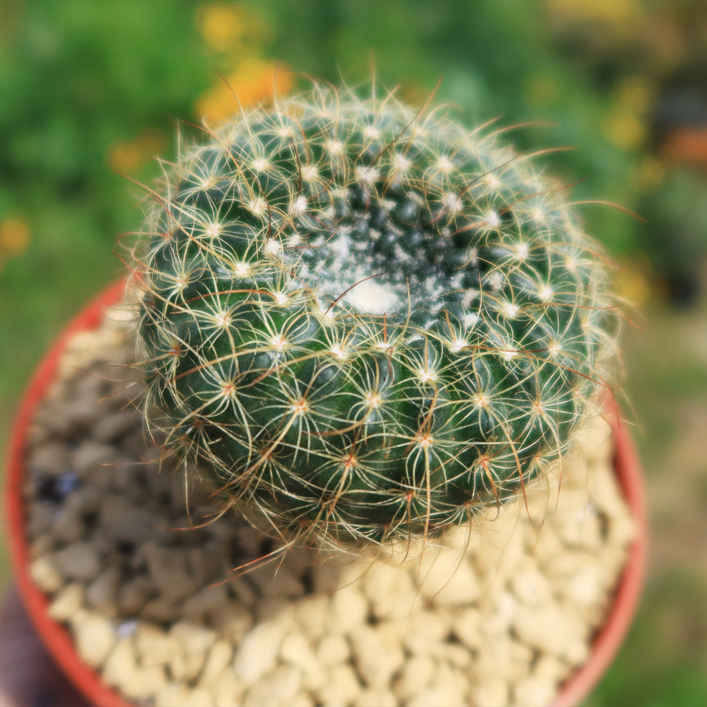 Notocactus apricus