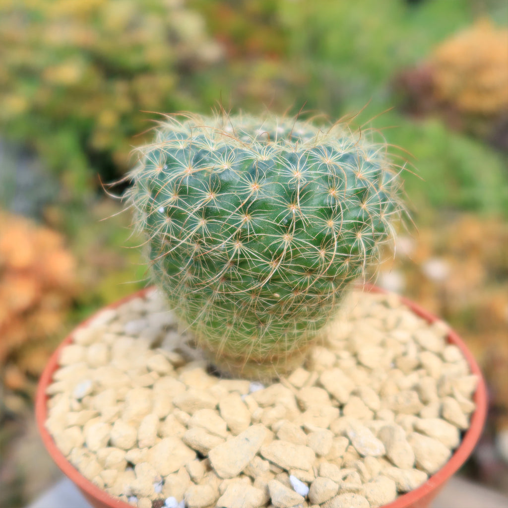 Notocactus apricus