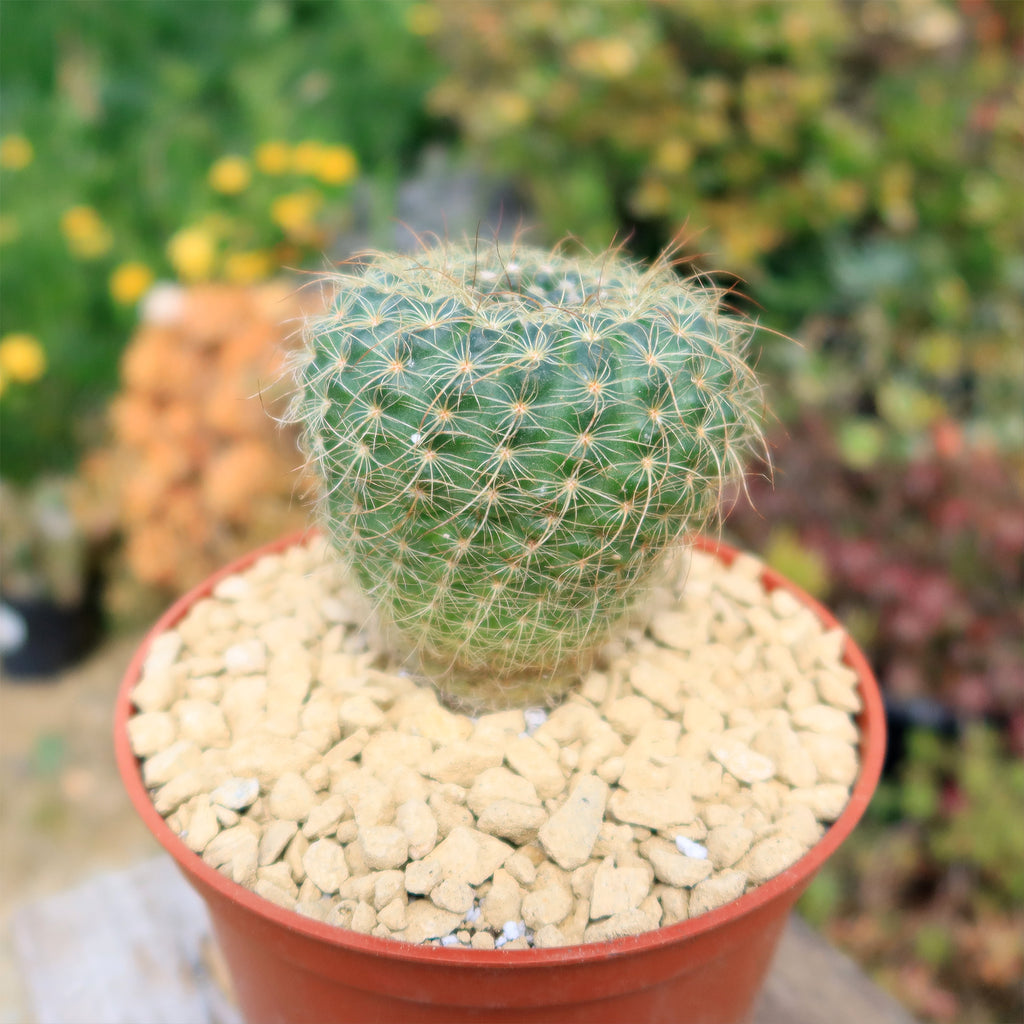 Notocactus apricus