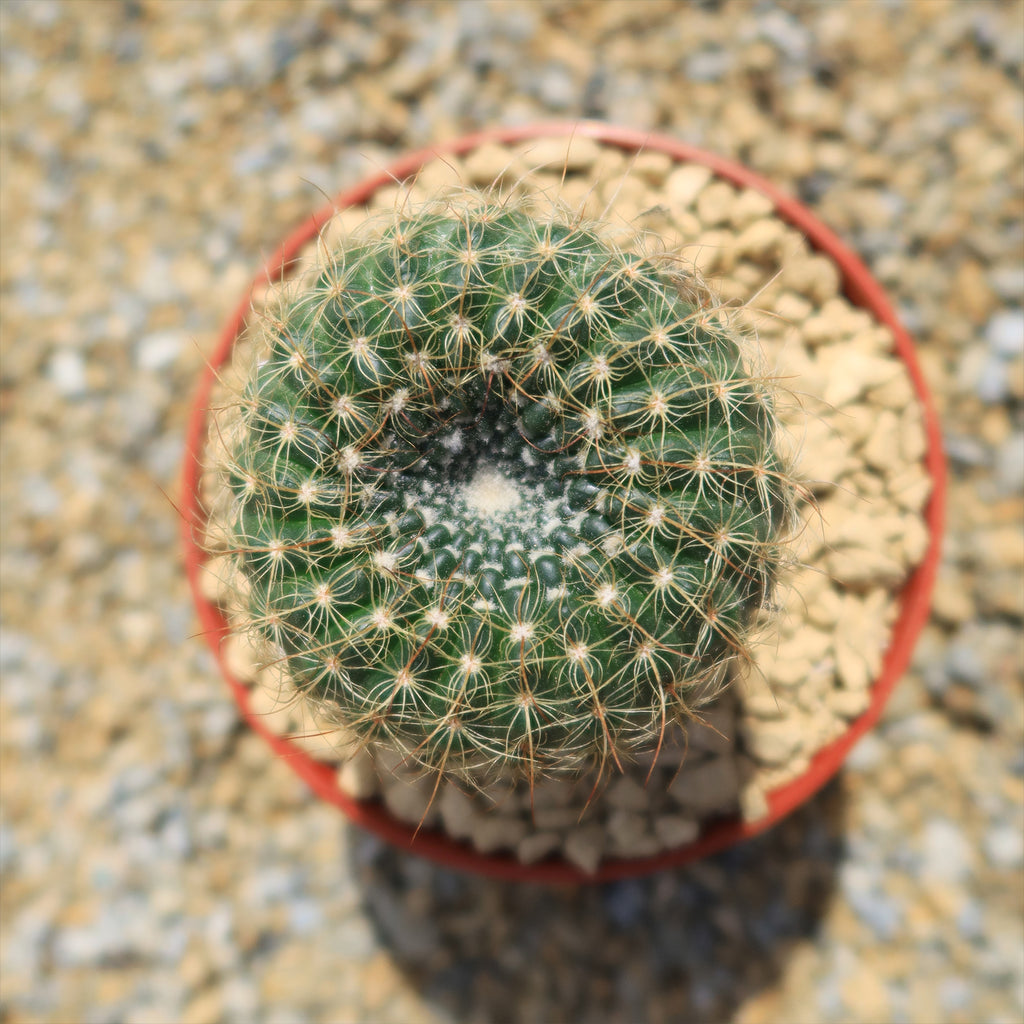 Notocactus apricus