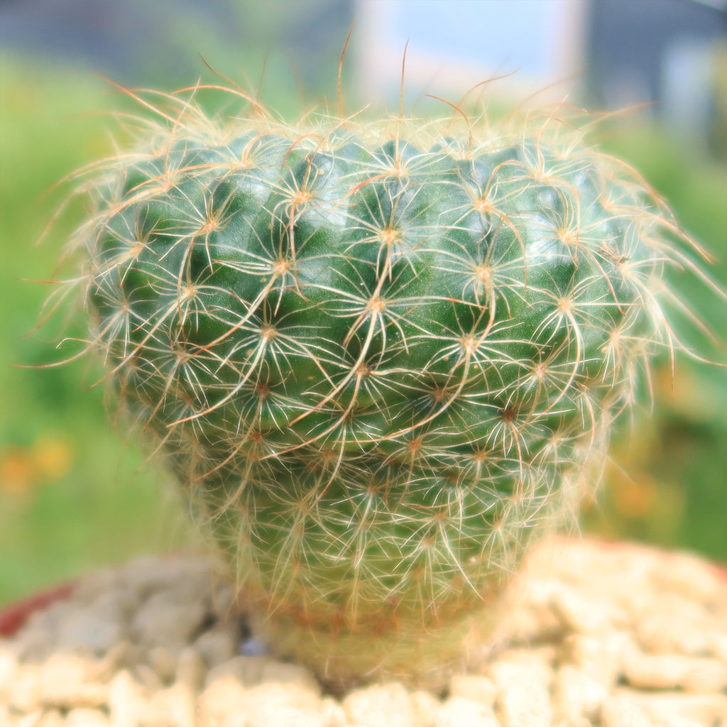 Notocactus apricus