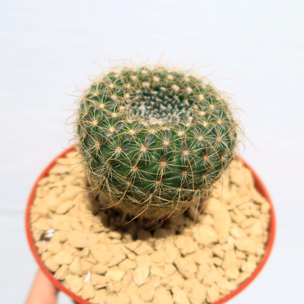 Notocactus apricus