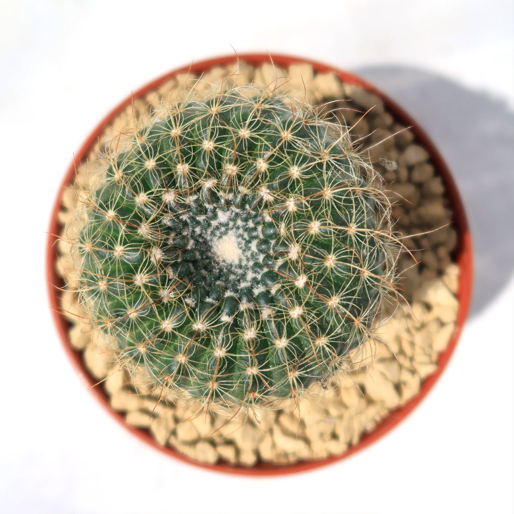 Notocactus apricus