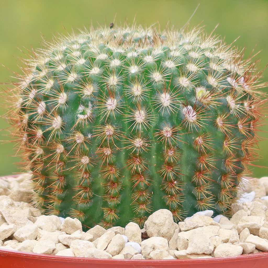 Sun Cup - Notocactus agnetae
