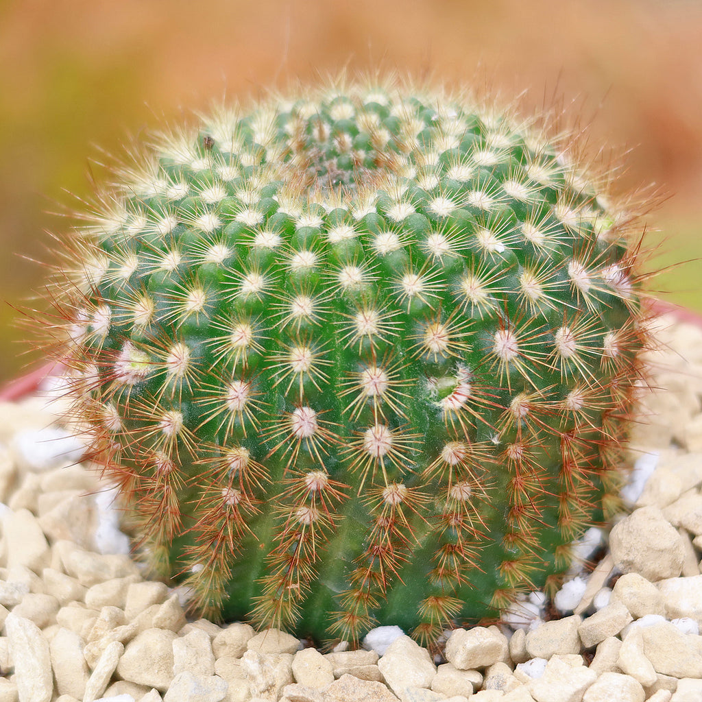 Sun Cup - Notocactus agnetae