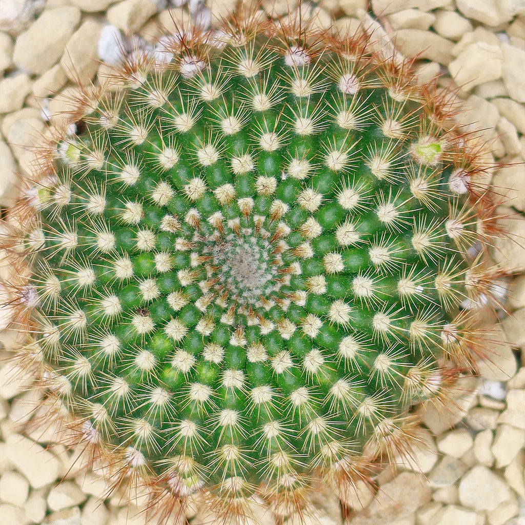 Sun Cup - Notocactus agnetae