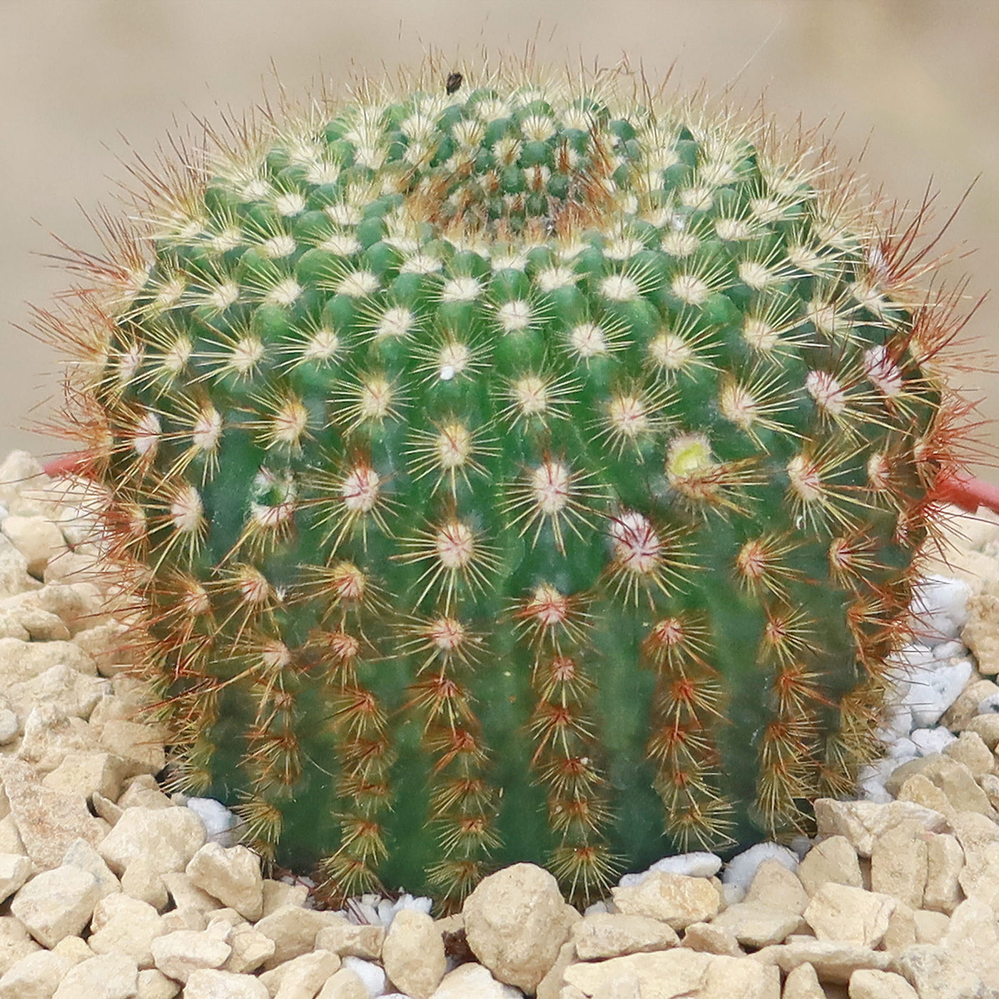 Sun Cup - Notocactus agnetae