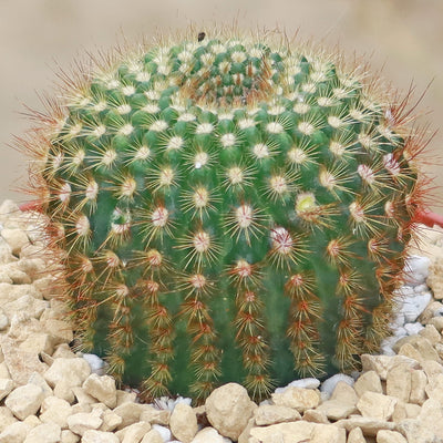 Sun Cup - Notocactus agnetae