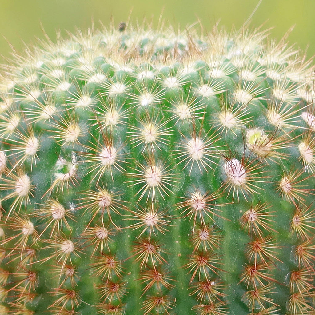 Sun Cup - Notocactus agnetae
