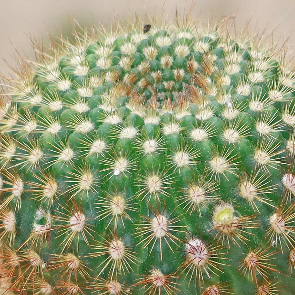 Sun Cup - Notocactus agnetae