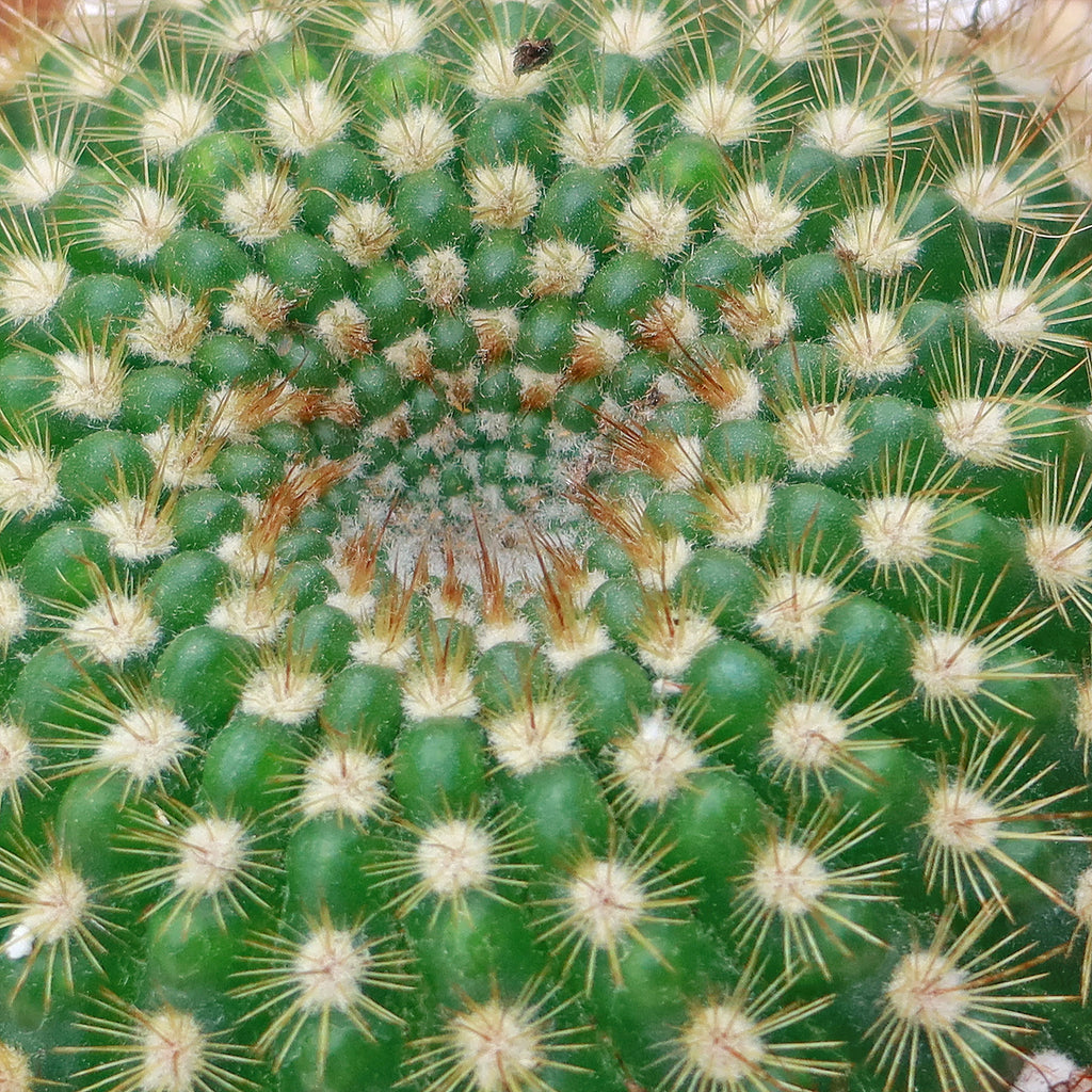 Sun Cup - Notocactus agnetae