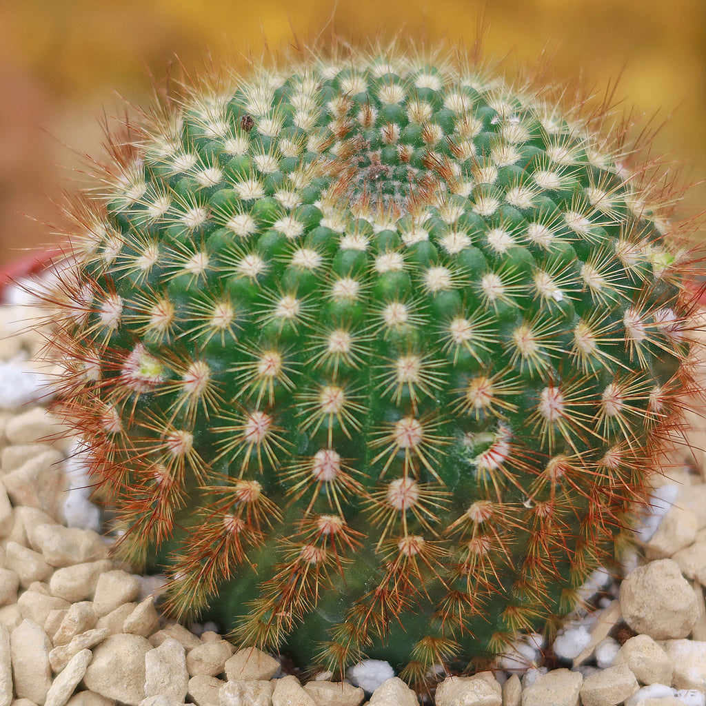 Sun Cup - Notocactus agnetae