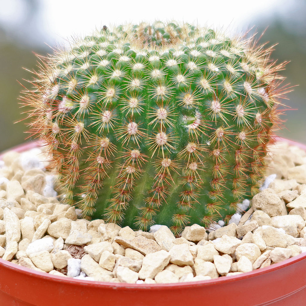 Sun Cup - Notocactus agnetae