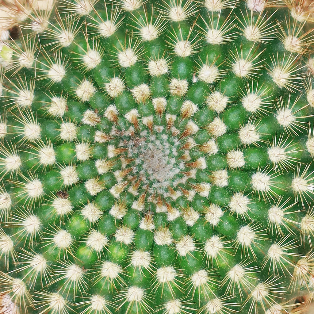 Sun Cup - Notocactus agnetae