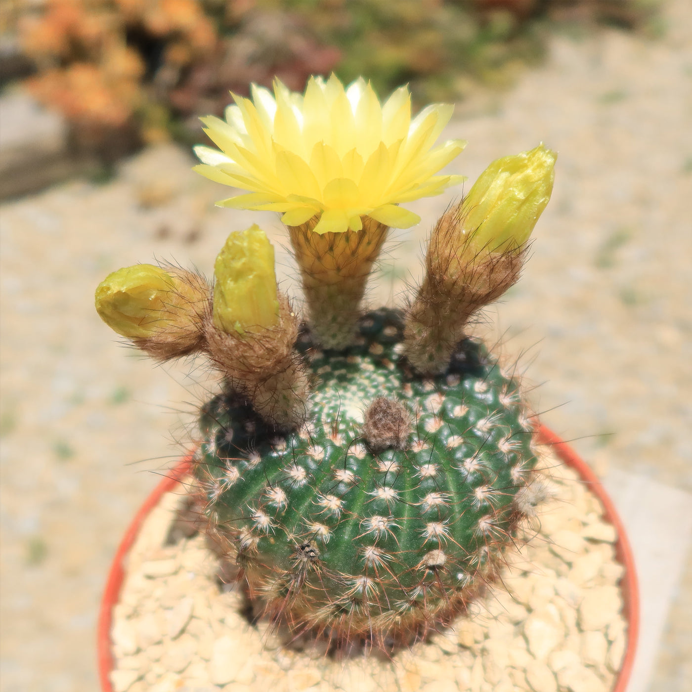 Notocactus concinnus