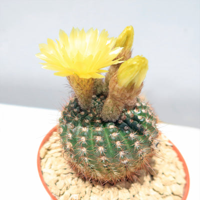 Notocactus concinnus