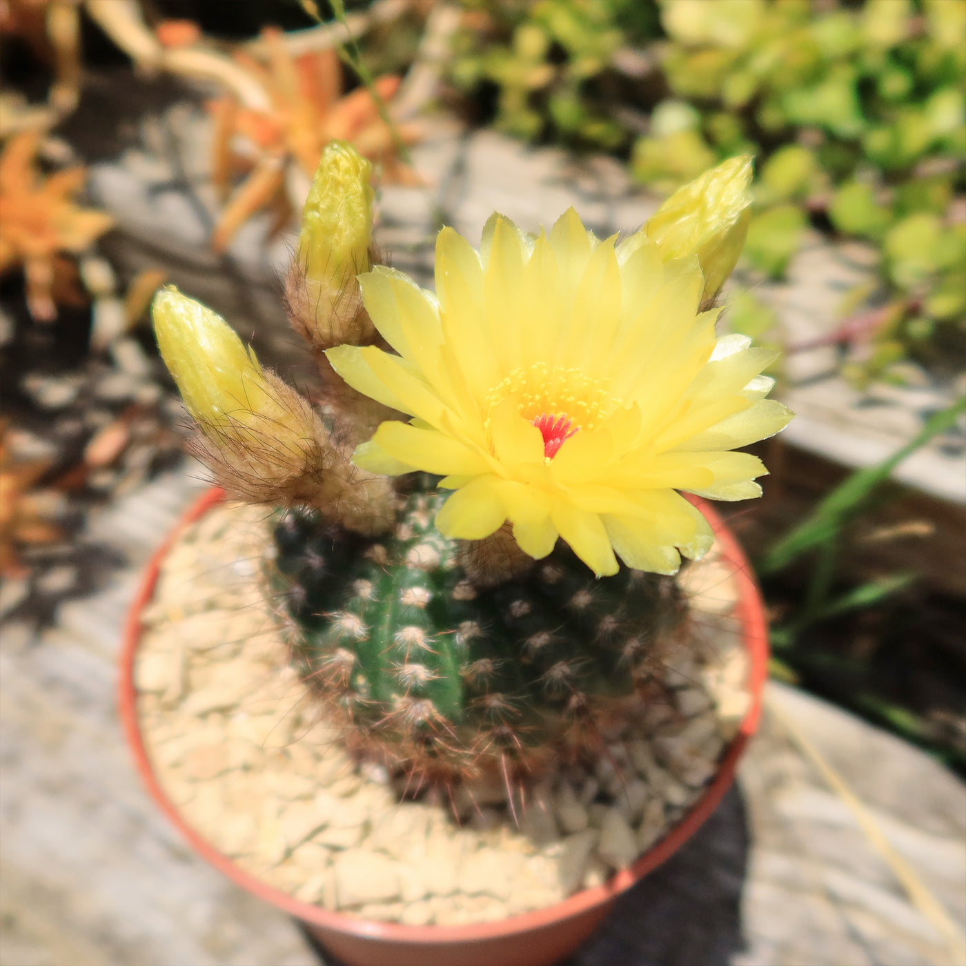 Notocactus Concinnus | Beginner-Friendly Plant