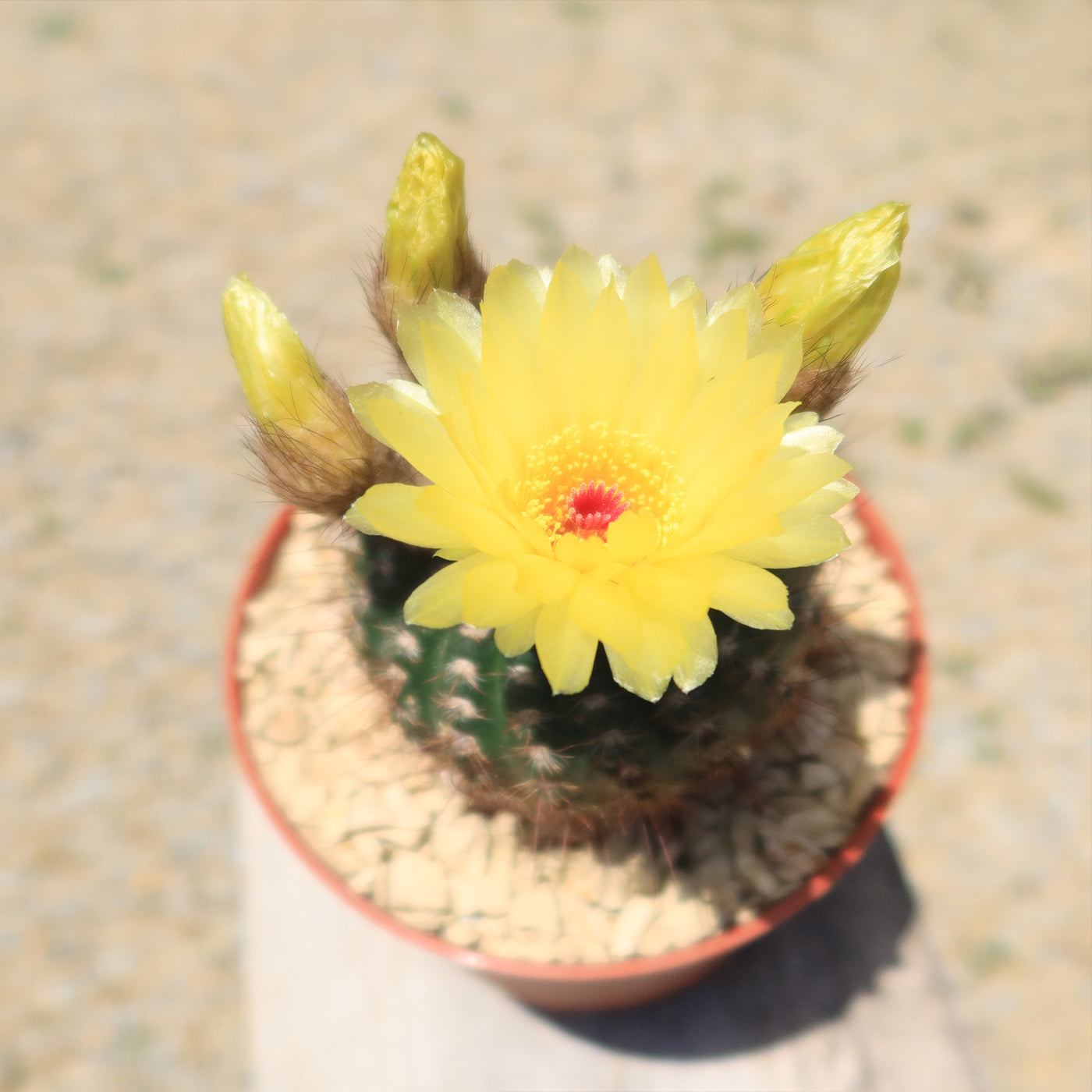 Notocactus concinnus