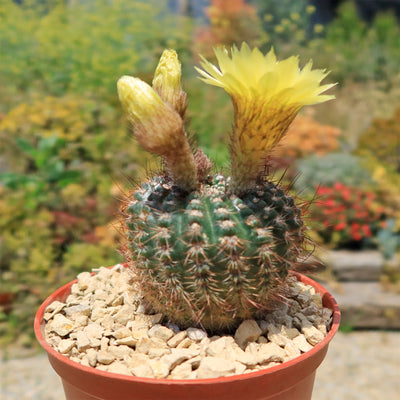 Notocactus concinnus