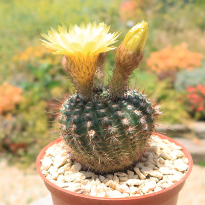 Notocactus concinnus