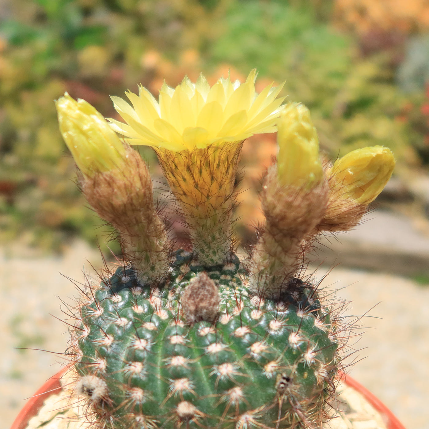 Notocactus concinnus