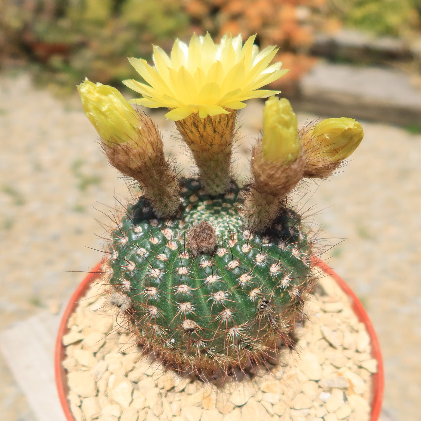 Notocactus concinnus