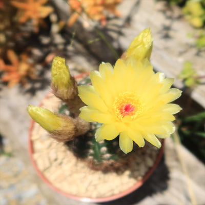 Notocactus concinnus