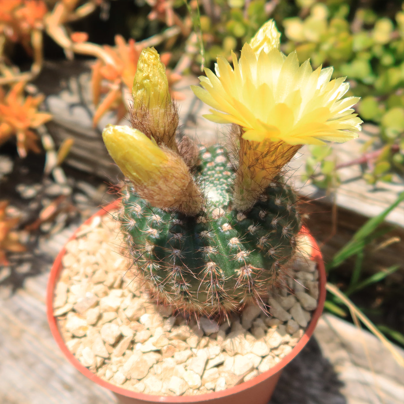 Notocactus concinnus