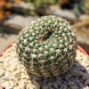 Notocactus elegans