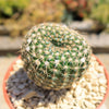 Notocactus elegans