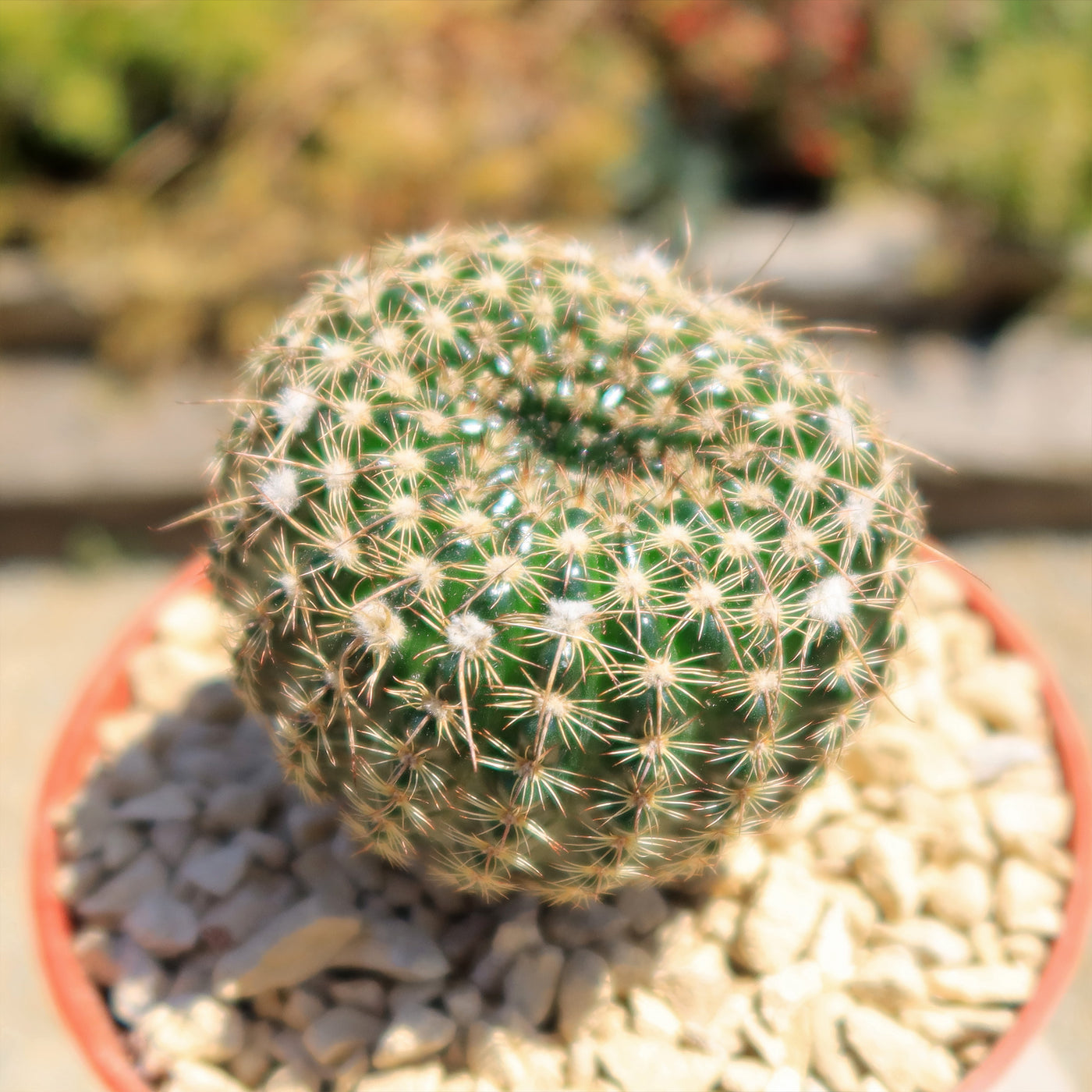 Notocactus elegans – Planet Desert