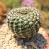 Notocactus elegans