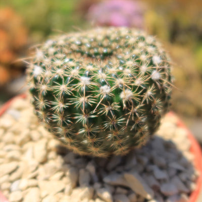 Notocactus elegans