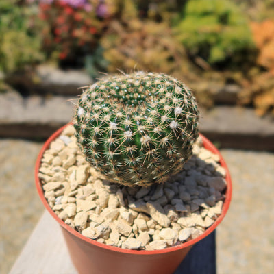 Notocactus elegans