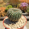 Notocactus elegans