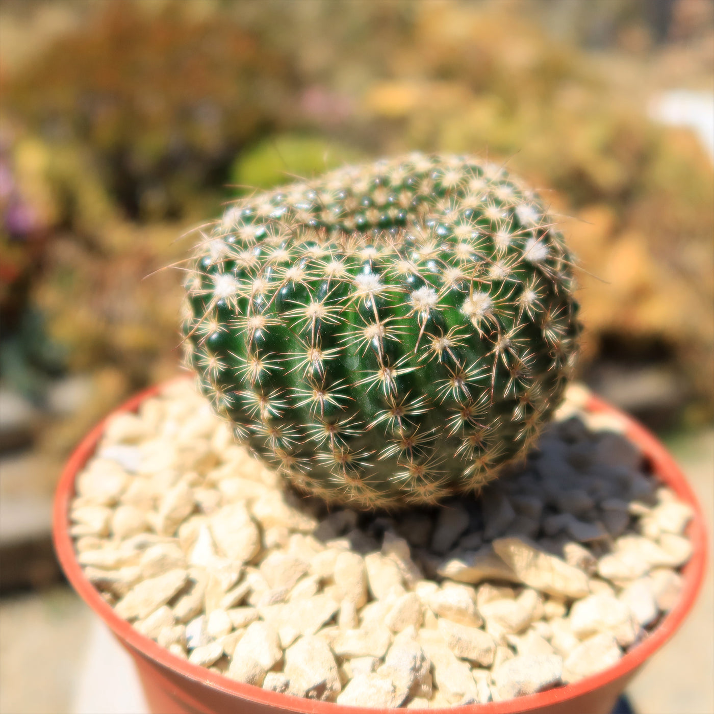 Notocactus elegans