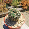 Notocactus elegans