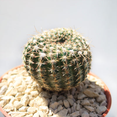 Notocactus elegans