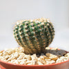 Notocactus elegans