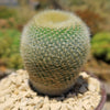 Notocactus graessneri albisetus