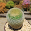 Notocactus graessneri albisetus