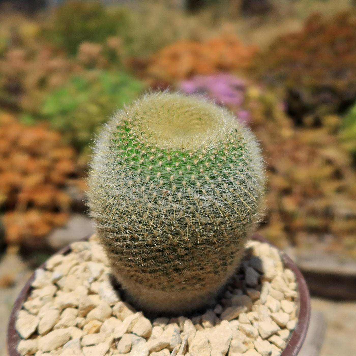 Notocactus graessneri albisetus