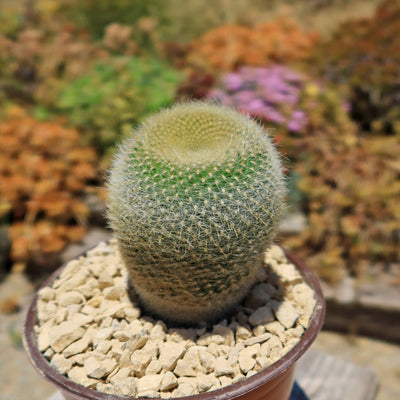 Notocactus graessneri albisetus